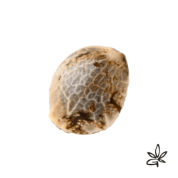 Respeto x3 - French Touch...