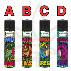 Clipper Chameleon grass -...