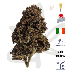 Fleur CBD Purple Runtz