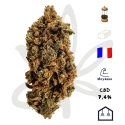 Fleur CBD Sapphyre Kush - La Tête Française