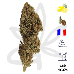 Fleur CBD Magistra - Canebiera