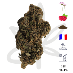 Fleur CBD Amethys - Canebiera