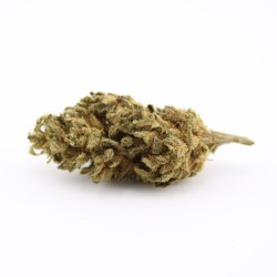 Fleur CBD Golden Kush - Le...