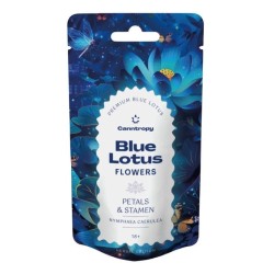 Lotus Bleu pétale (Nymphaea...